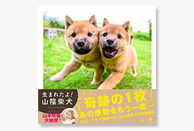 生まれたよ！ 山陰柴犬